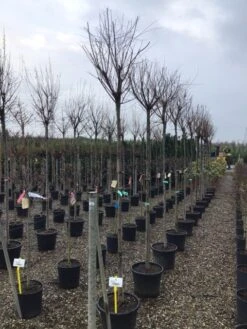 Tamarisk Als Boom (Tamarix Gallica) 7 Tamarisk Als Boom (Tamarix Gallica) -Planten Verkoopwinkel tamarixgallica01 1