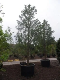 Moerascipres (Taxodium Distichum 'Nutans') -Planten Verkoopwinkel taxodium distichum nutans 400 500 c750