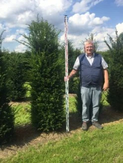 Grote Venijnboom (Taxus Baccata) -Planten Verkoopwinkel taxus 200225 x 5060 1