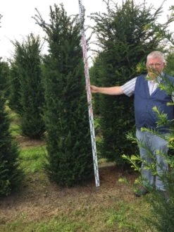 Grote Venijnboom (Taxus Baccata) -Planten Verkoopwinkel taxus baccaata 225250x5060 1