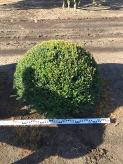 Grote Taxusbol (Taxus Baccata) -Planten Verkoopwinkel taxus baccata 100 cm platte bol drkl 1