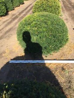 Grote Taxusbol (Taxus Baccata) -Planten Verkoopwinkel taxus baccata 140 cm platte bol drkl 1