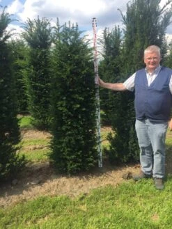 Grote Venijnboom (Taxus Baccata) -Planten Verkoopwinkel taxus baccata 180200 x 50 60 1