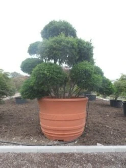 Taxus Als Bonsai (Taxus Baccata) -Planten Verkoopwinkel taxus baccata bonsai 300 400 c1800