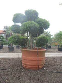 Taxus Als Bonsai (Taxus Baccata) -Planten Verkoopwinkel taxus baccata bonsai 300 400 c1800 2 1