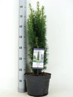 Zuiltaxus (Taxus Baccata 'Fastigiata Robusta') -Planten Verkoopwinkel taxus baccata fastigiata robusta zomer c5 m