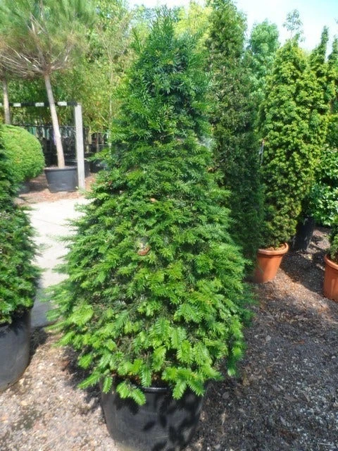Taxus Als Kegel (Taxus Baccata) 9 Taxus Als Kegel (Taxus Baccata) - Afbeelding 9