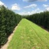 Grote Venijnboom (Taxus Baccata) -Planten Verkoopwinkel taxus baccata rij 2 1