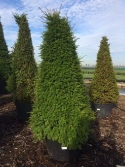 Taxus Als Pyramide (Taxus Baccata) -Planten Verkoopwinkel taxus egyptische piramides 2 1