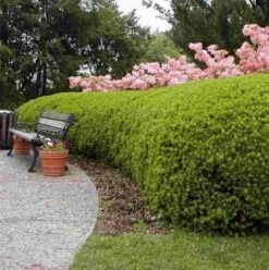 Taxus (Taxus Media 'Densiformis') -Planten Verkoopwinkel taxus media densiformis 1