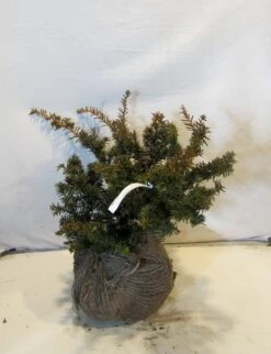 Taxus Als Bonsai (Taxus Baccata 'Summergold') -Planten Verkoopwinkel taxusbsummergold030 040
