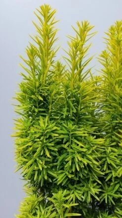 Gele Venijnboom (Taxus Baccata 'David') -Planten Verkoopwinkel taxusdavid02