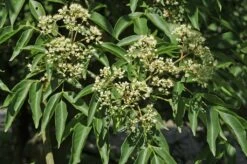 Bijenboom, Struik (Tetradium Daniellii) -Planten Verkoopwinkel tetradium 1