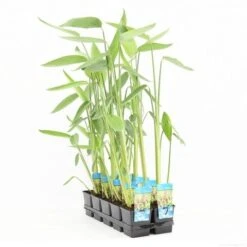 Thalia (Thalia Dealbata) -Planten Verkoopwinkel thalia dealbata p11 t