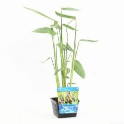 Thalia (Thalia Dealbata) -Planten Verkoopwinkel thalia dealbata s 2