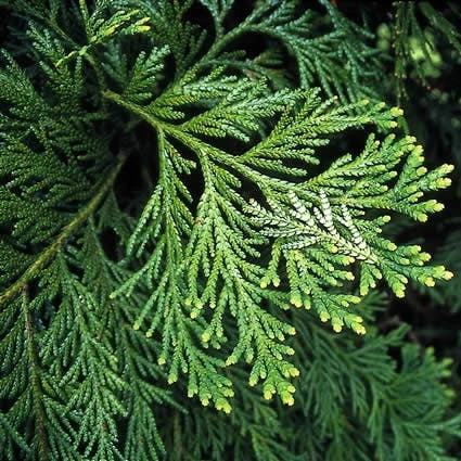 Thujopsis (Thujopsis Dolabrata) 1 Thujopsis (Thujopsis Dolabrata)