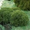 Thuja (Thuja Occidentalis 'Tiny Tim') -Planten Verkoopwinkel thottim 1