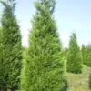 Levensboom (Thuja Plicata 'Atrovirens') 15 Levensboom (Thuja Plicata 'Atrovirens') -Planten Verkoopwinkel thuja atrovirens 400 450 1