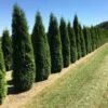 Grote Westerse Levensboom (Thuja Occidentalis 'Smaragd') -Planten Verkoopwinkel thuja occ smarag 1