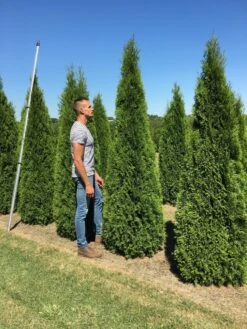 Grote Westerse Levensboom (Thuja Occidentalis 'Smaragd') 5 Grote Westerse Levensboom (Thuja Occidentalis 'Smaragd') -Planten Verkoopwinkel thuja occ smaragd 200250