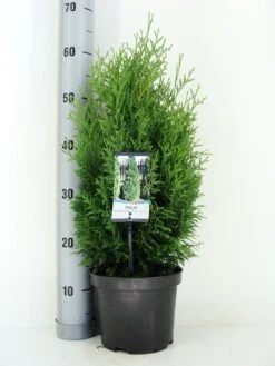 Levensboom (Thuja Occidentalis 'Holmstrup') -Planten Verkoopwinkel thuja occidentalis holmstrup zomer c3 m