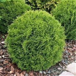 Thuja (Thuja Occidentalis 'Tiny Tim') -Planten Verkoopwinkel thuja occidentalis tiny tim