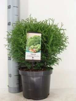 Thuja (Thuja Occidentalis 'Tiny Tim') -Planten Verkoopwinkel thuja occidentalis tiny tim zomer c3