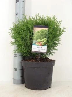 Thuja (Thuja Occidentalis 'Tiny Tim') -Planten Verkoopwinkel thuja occidentalis tiny tim zomer c5 m