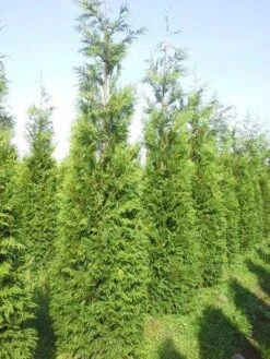 Levensboom (Thuja Plicata 'Atrovirens') -Planten Verkoopwinkel thuja pl atrovirens 300 350 1