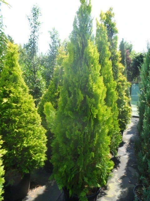 Levensboom (Thuja Orientalis 'Pyramidalis Aurea') 4 Levensboom (Thuja Orientalis 'Pyramidalis Aurea') - Afbeelding 4