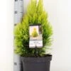 Levensboom (Thuja Plicata '4ever Goldy') -Planten Verkoopwinkel thuja plicata 4ever goldy c5 m