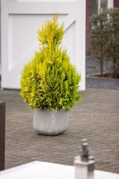 Levensboom (Thuja Plicata '4ever Goldy') -Planten Verkoopwinkel thuja plicata 4ever goldy pbr