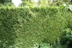 Levensboom (Thuja Plicata 'Atrovirens') -Planten Verkoopwinkel thuja plicatum atrovirens 1