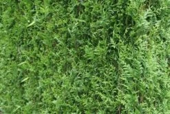 Levensboom (Thuja Plicata 'Atrovirens') -Planten Verkoopwinkel thuja plicatum atrovirens 2