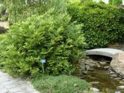 Thujopsis (Thujopsis Dolabrata) 9 Thujopsis (Thujopsis Dolabrata) -Planten Verkoopwinkel thujopsis dolabrata