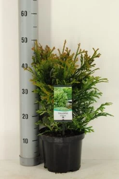 Thujopsis (Thujopsis Dolabrata) 8 Thujopsis (Thujopsis Dolabrata) -Planten Verkoopwinkel thujopsis dolobrata winter c3 m