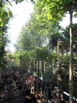 Lindeboom (Tilia Platyphyllos) -Planten Verkoopwinkel tilia platyphyllos 12 14 16ho cont 1