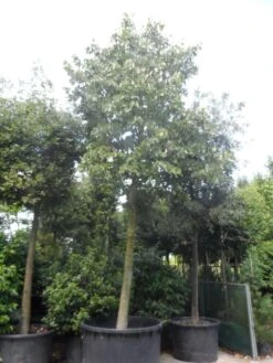 Lindeboom (Tilia Platyphyllos) -Planten Verkoopwinkel tilia platyphyllos 40 50ho c1000