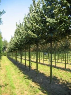 Grote Zilverlinde (Tilia Tomentosa) -Planten Verkoopwinkel tilia tomentosa s 25 30 35