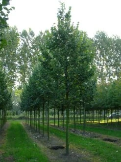 Grote Zilverlinde (Tilia Tomentosa) -Planten Verkoopwinkel tilia tomentosa s 30 35