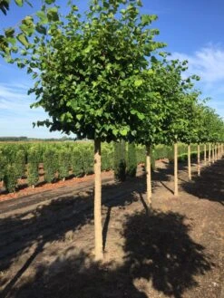 Winterlinde Als Blokboom (Tilia Cordata ‘Greenspire’) -Planten Verkoopwinkel tillia cord greenspire hoogstam blok 30 35