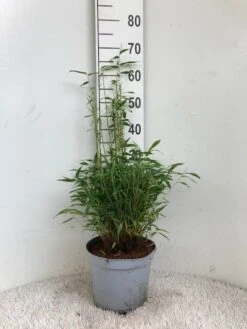 Niet Woekerende Bamboe (Fargesia Murieliae 'Tiny') 4 Niet Woekerende Bamboe (Fargesia Murieliae 'Tiny') -Planten Verkoopwinkel tiny 23