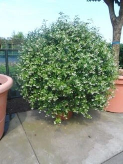 Toscaanse Jasmijn, Bolvorm (Trachelospermum Jasminoides ) -Planten Verkoopwinkel trachelospermum jasminoides bol 125 150 175 solitair 1