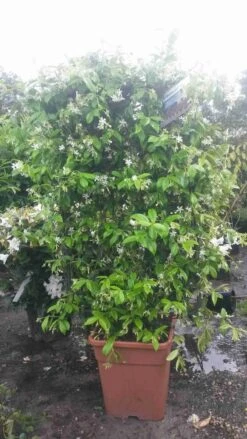 Toscaanse Jasmijn Als Leivorm(Trachelospernum Jasminoides) -Planten Verkoopwinkel trachelospernum jasm. leivorm 100125 2