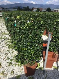 Toscaanse Jasmijn Als Leivorm(Trachelospernum Jasminoides) -Planten Verkoopwinkel trachelospernum jasminoides 90x50 cm