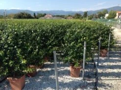 Toscaanse Jasmijn Als Leivorm(Trachelospernum Jasminoides) -Planten Verkoopwinkel trachelospernum jasminoides lage leivorm