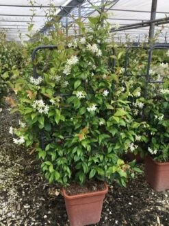 Toscaanse Jasmijn Als Leivorm(Trachelospernum Jasminoides) -Planten Verkoopwinkel trachelospernum jasminoides lage leivorm met bloem