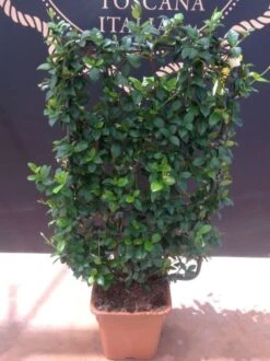 Toscaanse Jasmijn Als Leivorm(Trachelospernum Jasminoides)