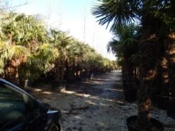 Winterharde Palm Meerstammig (Trachycarpus Fortunei) -Planten Verkoopwinkel trachycarpus fortunei 3 stammi g 3 3