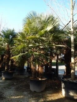 Winterharde Palm Meerstammig (Trachycarpus Fortunei) -Planten Verkoopwinkel trachycarpus fortunei 3 stammig 4